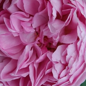 Vente de rosiers en ligne - Rosa Charles Rennie Mackintosh - rosiers anglais - rose - parfum discret - David Austin - Représente des jolies fleurs violettes-rose pâle au parfum discret.